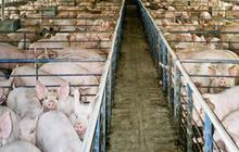 Pemerintah Siap Kembangkan Vaksin dan Serum Khusus Babi
