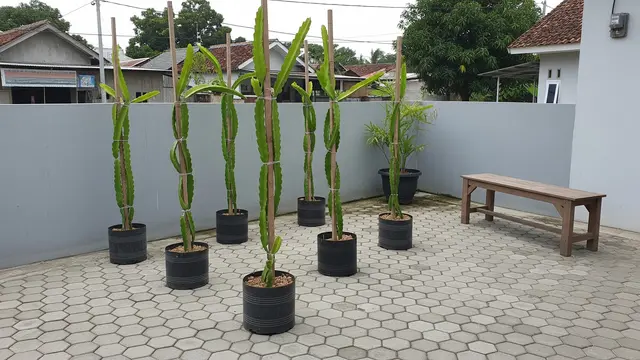 Kebun Buah Naga dalam Pot Silinder untuk Teras Sudut Rumah