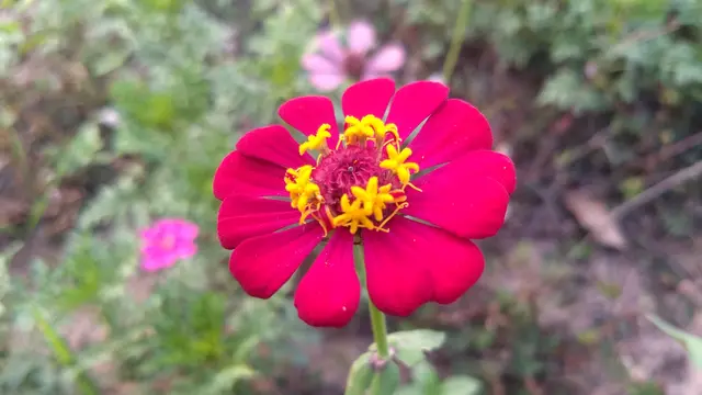Tanaman Zinnia (Foto: Wikipedia)