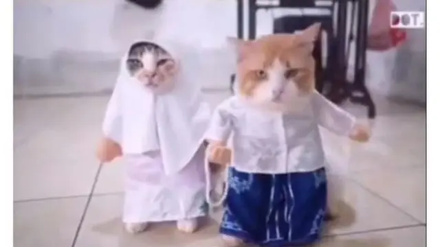 Kelakuan 8 Kucing Pakai Baju Koko Ini Lucunya Kebangetan