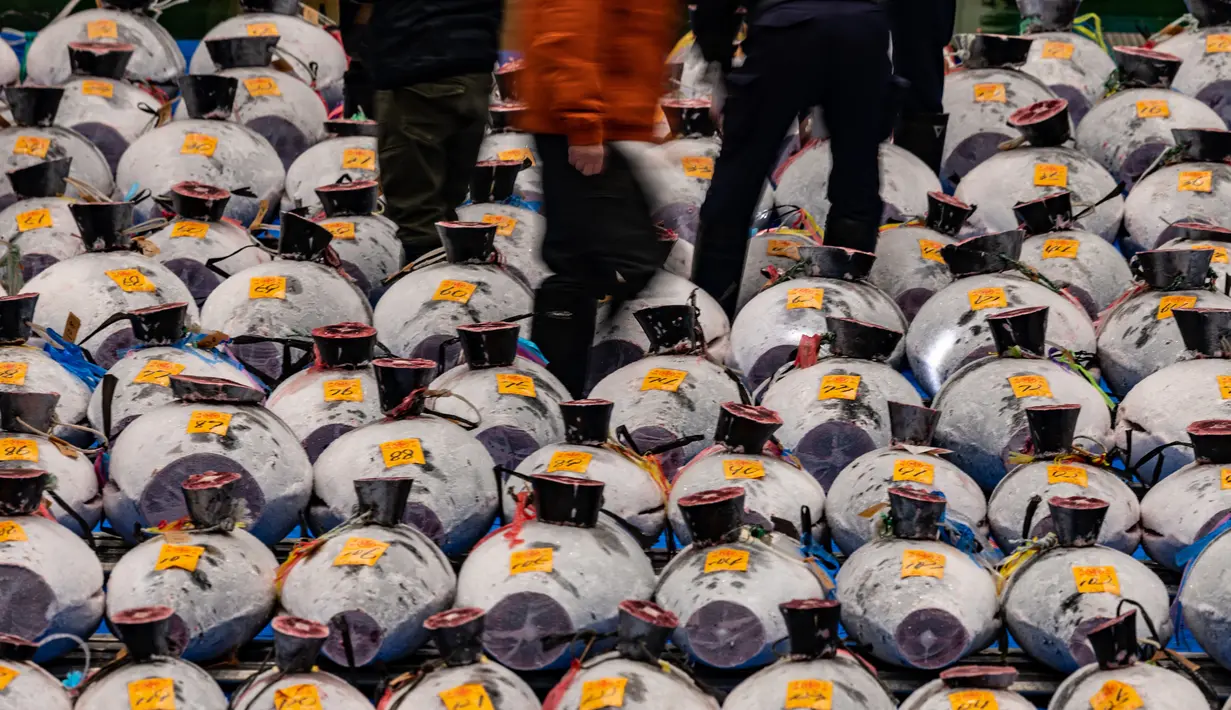 Pedagang grosir berjalan di sepanjang barisan tuna beku selama lelang Tahun Baru di pasar ikan Toyosu di Tokyo, Jepang, Rabu (5/1/2022). Dalam tradisi berbagai jenis ikan tuna berbagai ukuran hingga yang termahal ditampilkan dalam acara lelang Tahun Baru di pasar ikan Toyosu. (Philip FONG / AFP)