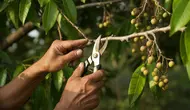 Cara Pemangkasan Pohon Kelengkeng agar Cepat Berbuah, Panduan Lengkap dari Bentuk hingga Panen