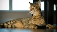 Salah satu kucing termahal di dunia