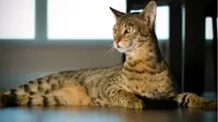 Buat Penyayang Hewan, Inilah Deretan Ras Kucing Terunik dan Termahal di Dunia
