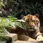 Kebun Binatang Surabaya hari ini mendapat seekor harimau Sumatera dari Taman Safari Prigen.