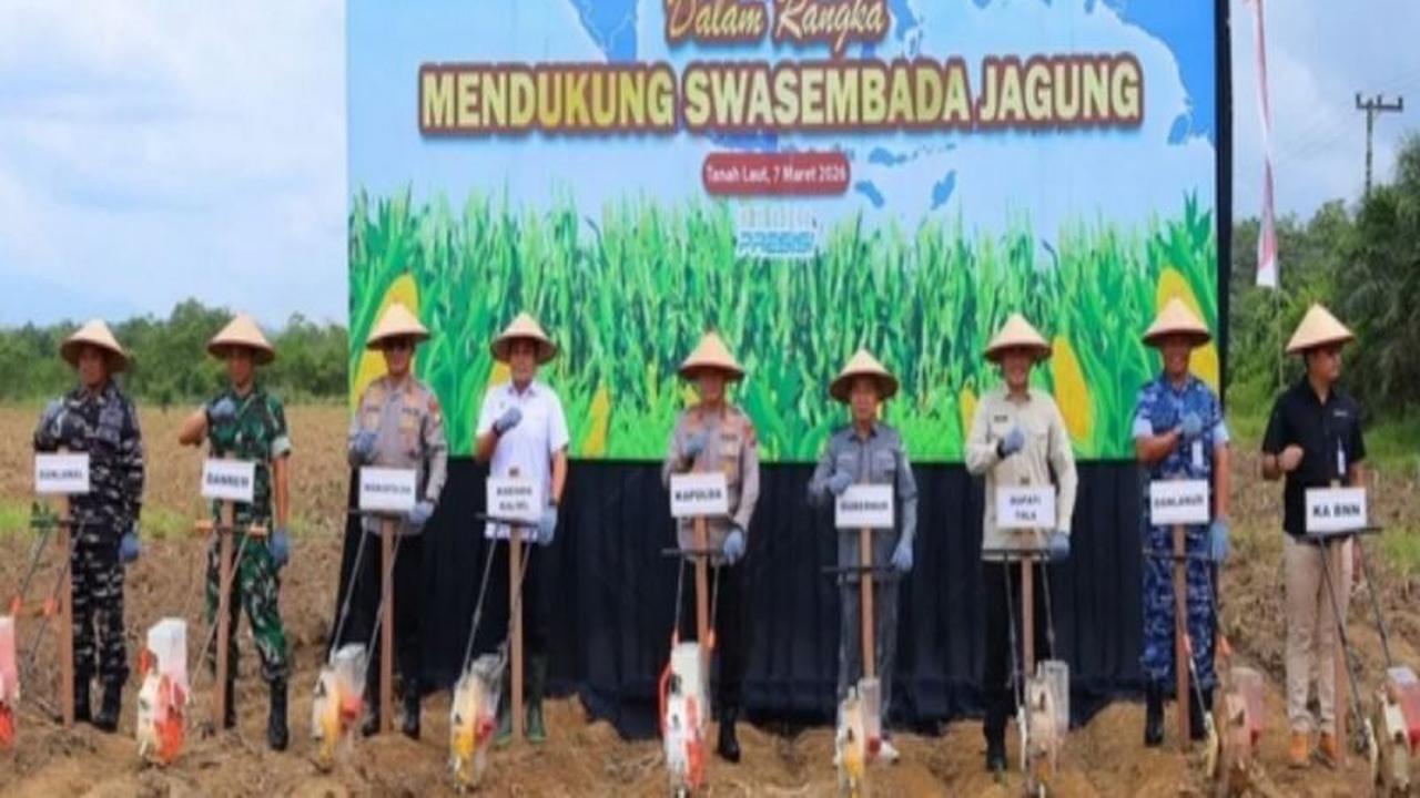 Tanah Laut Perkuat Produksi Jagung, Targetkan Kembali Jadi Sentra Utama Kalsel