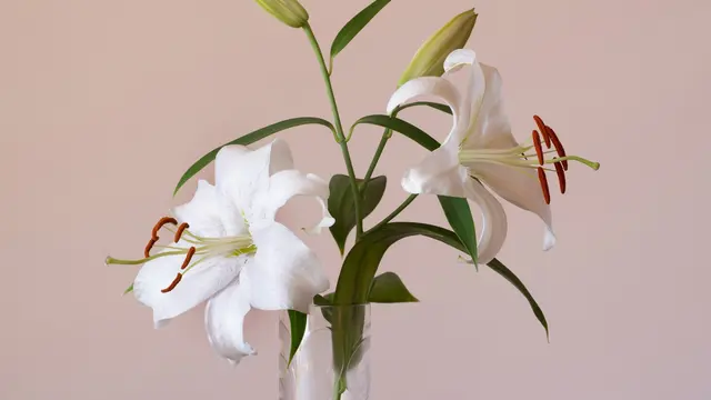 Lily