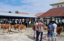 Perdagangan Ternak Aceh Besar Meningkat Drastis Jelang Lebaran Idul Fitri 2026
