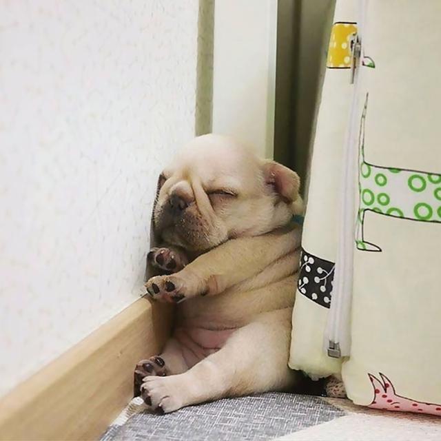 posisi absurd anjing