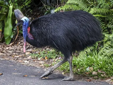 Foto yang diambil pada 7 April 2024 ini menunjukkan seekor burung kasuari sedang berdiri di jalan yang melewati kota Etty Bay, yang terletak di wilayah Cassowary Coast, Queensland Utara, sebelah selatan Cairns. (DAVID GRAY / AFP)