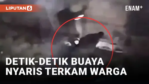 VIDEO: Teror Permukiman, Buaya 3 Meter Nyaris Terkam Warga di Buton