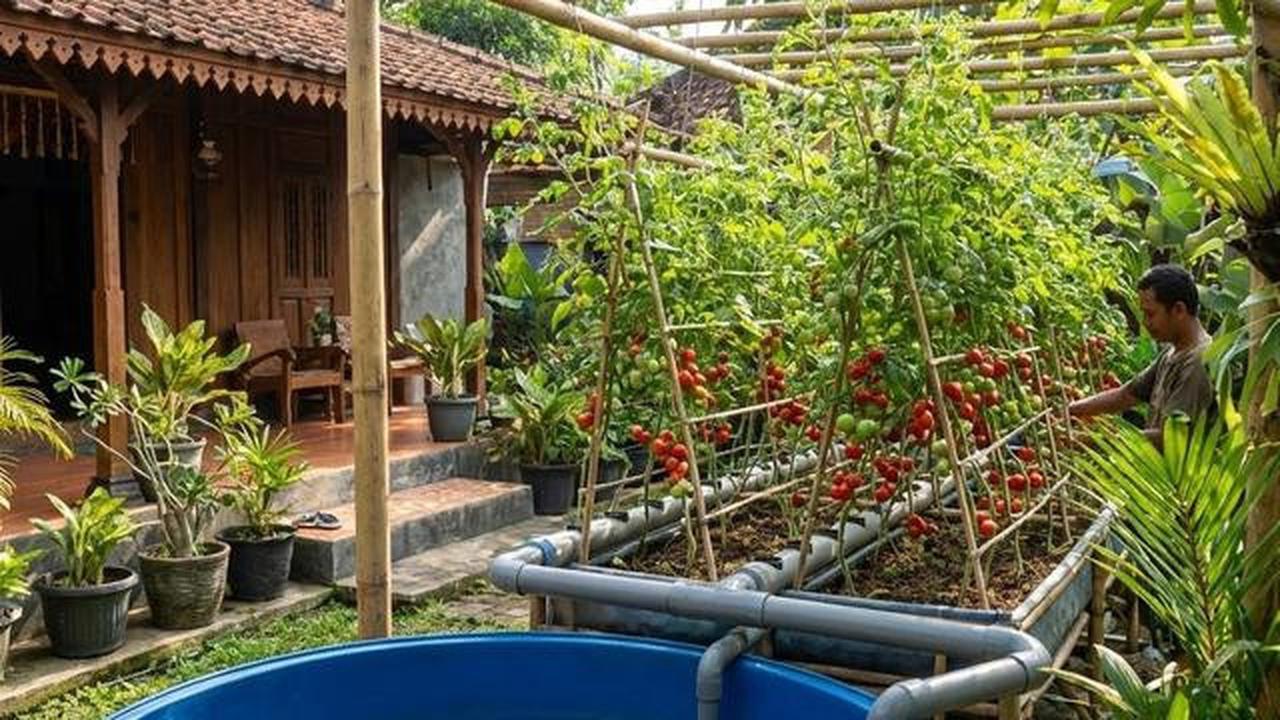 7 Cara Mudah Membuat Aquaponik di Rumah Pakai Ember, Cocok untuk Pemula