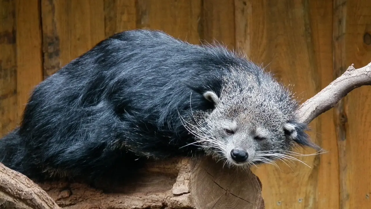 Fakta Unik Binturong