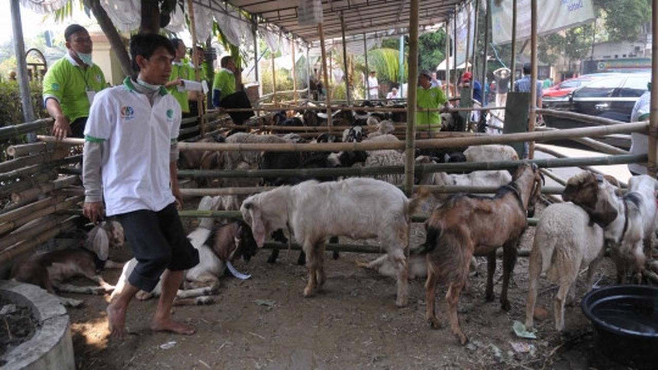 Melihat penyembelihan hewan kurban di Masjid Sunda Kelapa