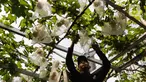 Anggota Komunitas Anggur Jakarta (KAJ) melihat anggur yang masih terbungkus di Arga Urban Farming Kawasan Pancoran, Jakarta, Selasa (16/5/2023). (Liputan6.com/Herman Zakharia)