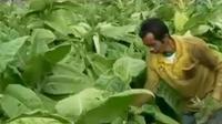 Kenaikan hingga Rp 50 ribu per bungkus membuat petani tembakau di Garut merugi. 