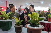 Ratusan Kolektor Meriahkan Kontes Tanaman Hias Anthurium-Aglaonema di Semarang