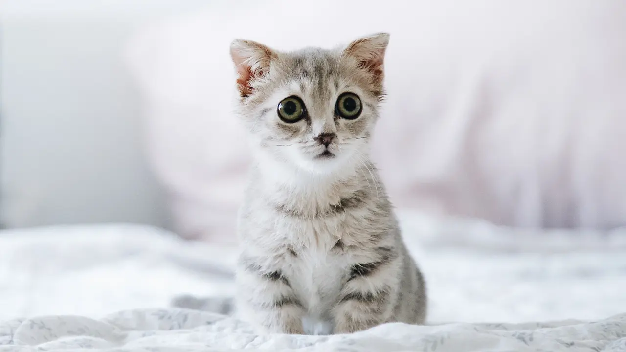 kucing-kezo