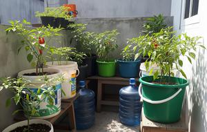 Kebun Cabai di Ember atau Galon Bekas/Ide Kebun Cabai Mini di Rumah Tanpa Halaman (Sumber: gemini.com)