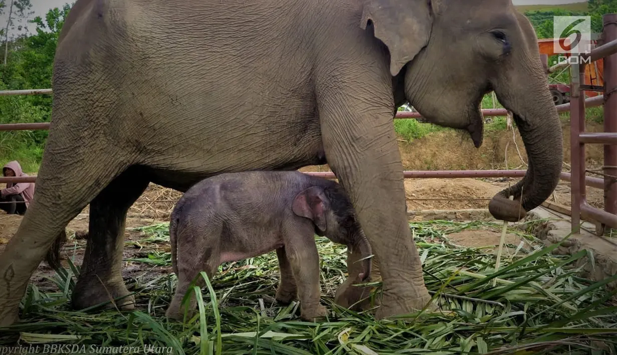 Satu ekor anak Gajah Sumatera (elephas maximus sumatranus) yang lahir secara alami saat bersama ibunya Poppy di Barumun, Sumatera Utara. Gajah ini Berjenis kelamin betina. (Liputan6.com/HO/Humas KLHK)