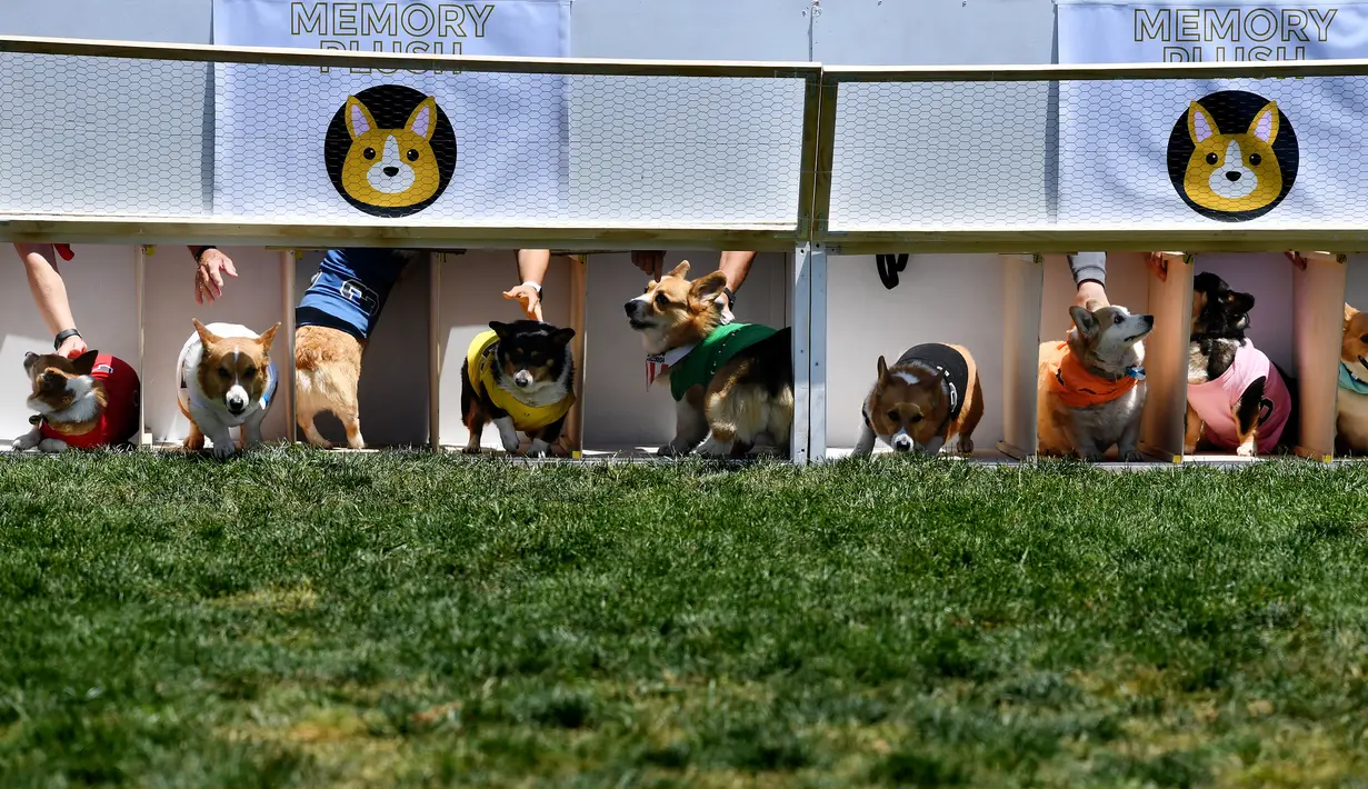 Anjing-anjing Corgi bersiap ambil bagian dalam kejuaraan "Corgi Nationals" California Selatan di Arena Balap Santa Anita di Arcadia pada 26 Mei 2019. Ratusan anjing corgi yang mengikuti kejuaraan ini memperebutkan gelar anjing tercepat. (Photo by Mark RALSTON / AFP)