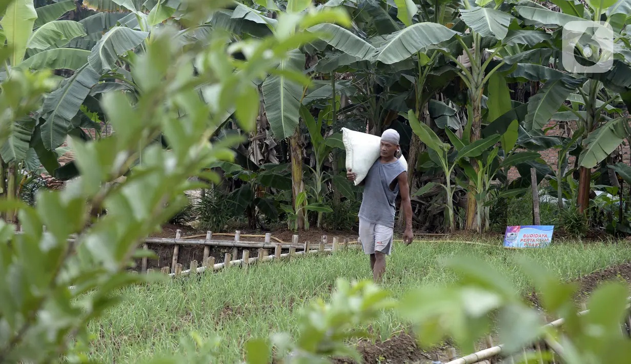 Warga beraktivitas di Kampung Tangguh Jawara, Kelurahan Perigi Baru, Pondok Aren, Tangerang Selatan, Banten, Selasa (7/7/2020). Di tengah pandemi COVID-19, warga memenuhi kebutuhan pangan dengan memanfaatkan 3 hektare lahan di sekitar tempat tinggal mereka. (merdeka.com/Dwi Narwoko)
