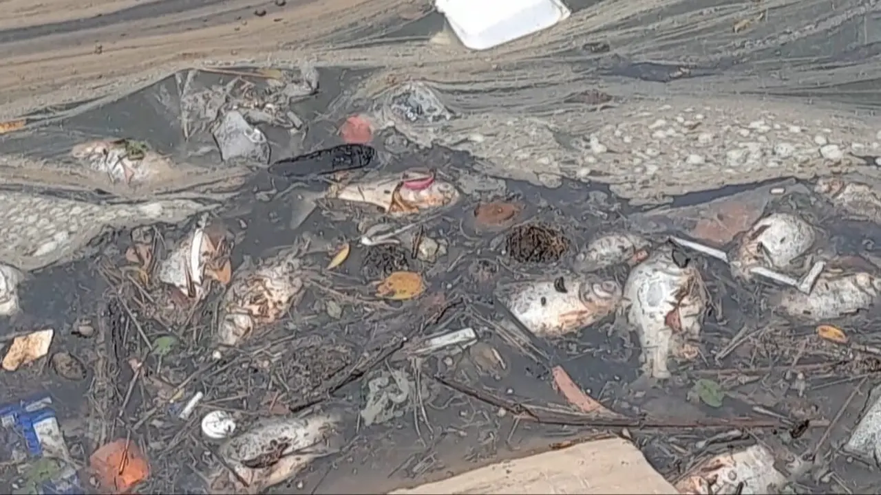 Ribuan ikan di Setu Rawa Jejed, Desa Kembang Kuning, Kecamatan Klapanunggal, Kabupaten Bogor, mati mendadak, Kamis (17/4/2025). Diduga akibat tercemar limbah perusahaan. (Liputan6.com/Achmad Sudarno)