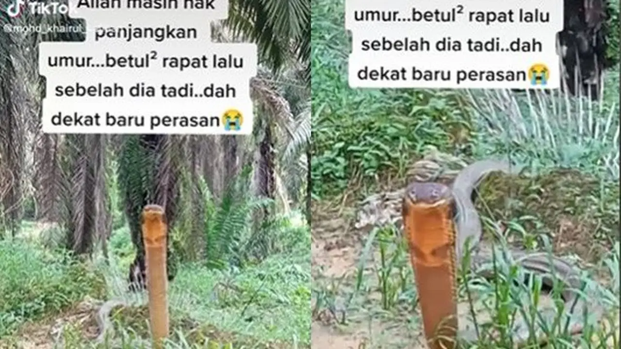 Disangka Kayu yang Menancap di Tanah, Ternyata Ular King Cobra yang Hampir Menggigit