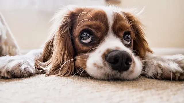Ilustrasi Anjing (sumber : Pixabay)