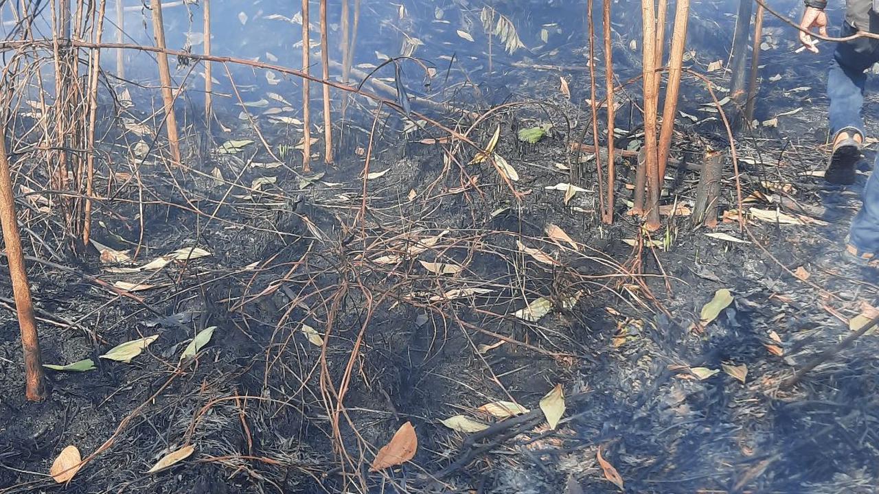 Sepanjang 2023, 34 Orang Ditetapkan Tersangka Kebakaran Lahan di Riau & Paling Banyak di Rohil