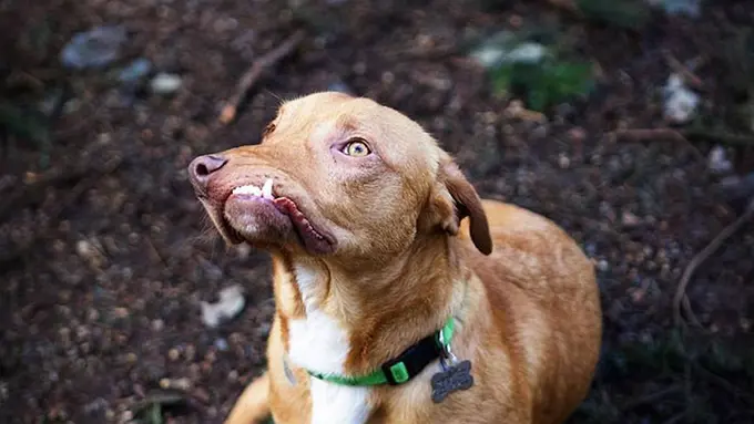 [Bintang] Picasso, Anjing Tak Sempurna yang Tak Diinginkan Siapapun