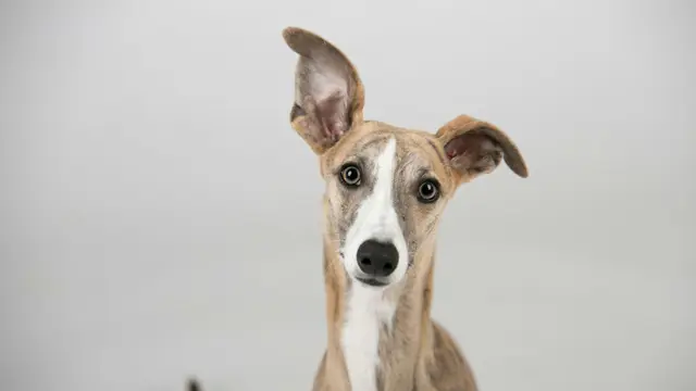 Whippet