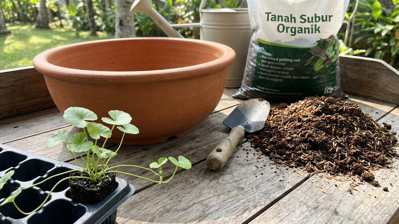Ilustrasi Cara Menanam Pegagan dalam Pot Dangkal/AI Generated