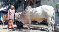 Syamsudin, seorang peternak sapi di Kota Palu memegangi 'Raden', sapi jenis Brahman berbobot hampir 1 ton yang menjadi hewan kurban Jokowi untuk dikurbankan di Kabupaten Sigi, Jumat (1/7/2022). (Foto: Heri Susanto/ Liputan6.com).