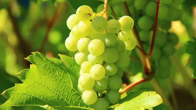Anggur Muscat/Pixabay
