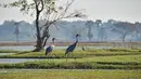 Sepasang bangau Sarus Timur setelah dilepasliarkan di waduk Huai Chorakhe Mak, Buriram, Thailand, Minggu (25/12/2022). Bangau sarus tidak hanya menjadi spesies bangau tertinggi, tapi juga spesies burung terbang berbadan tertinggi sedunia. (Lillian SUWANRUMPHA / AFP)