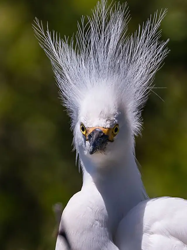 Bad Hair Day-nya Hewan
