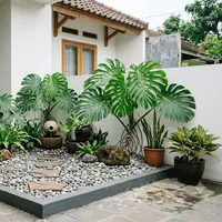 Taman Kering dengan Batu Koral dan Monstera. (AI Generated)