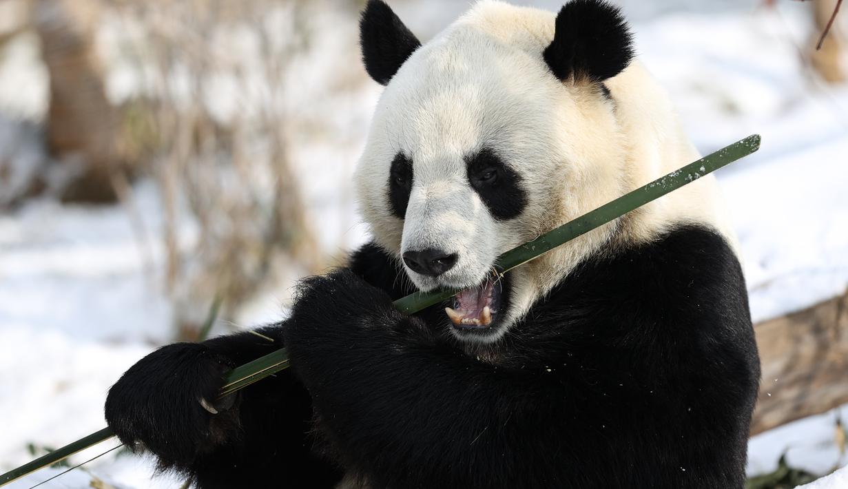 FOTO: Tingkah Panda Saat Asyik Menyantap Bambu - Global ...