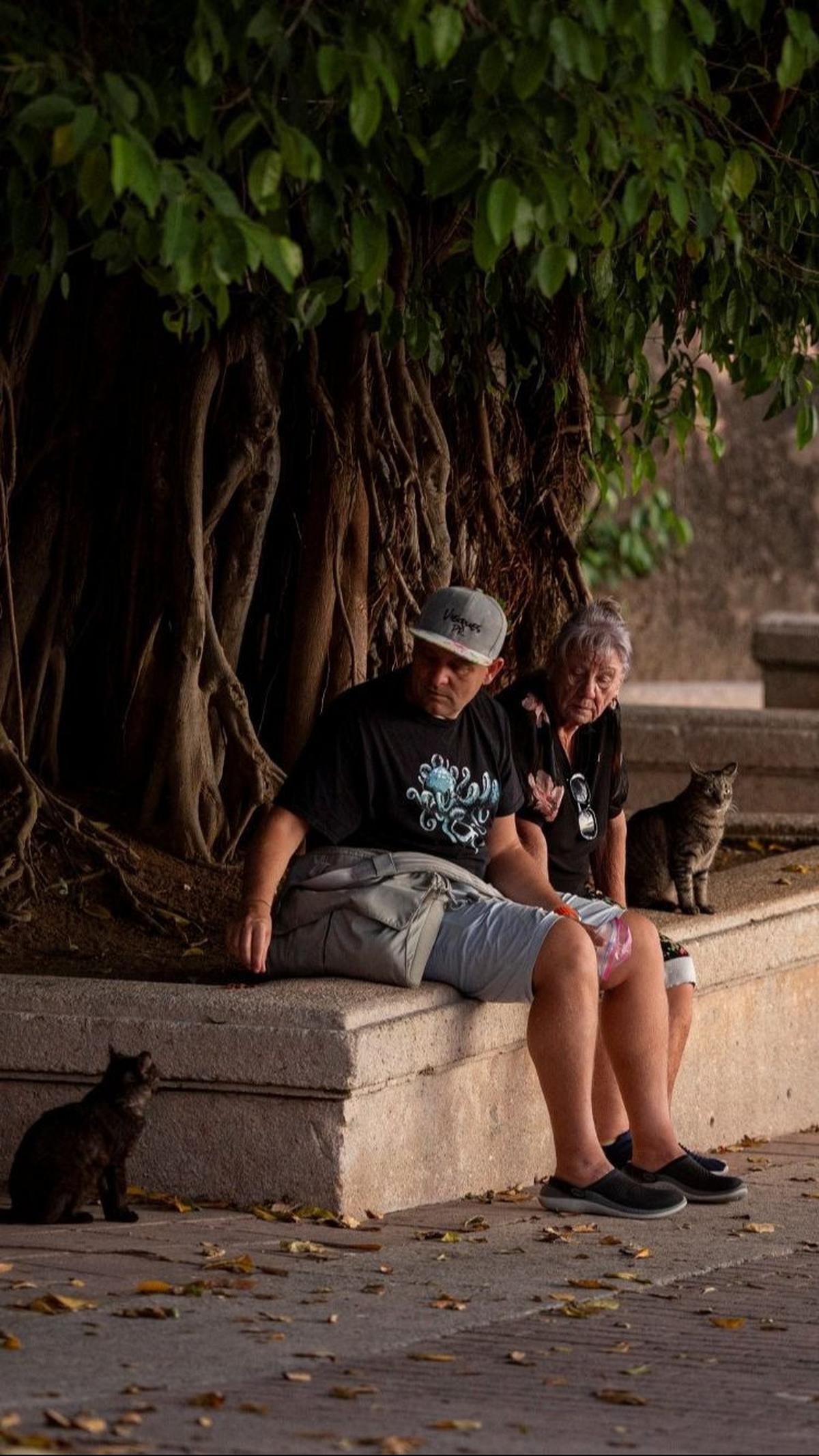 Warga setempat menolak untuk mengusir kucing-kucing tersebut dan menganggap mereka sebagai salah satu atraksi wisata.&nbsp;Foto: RICARDO ARDUENGO / AFP<br>
