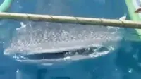 Sekawanan hiu paus muncul di Pantai Botu Barani, Bone Bolango. Sementara itu, ribuan pecinta motor trail unjuk gigi di Subang, Jawa Barat.