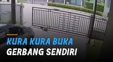 Terekam kamera cctv kura-kkura buka gerbang sendiri dan berkeliaran di pemukiman.