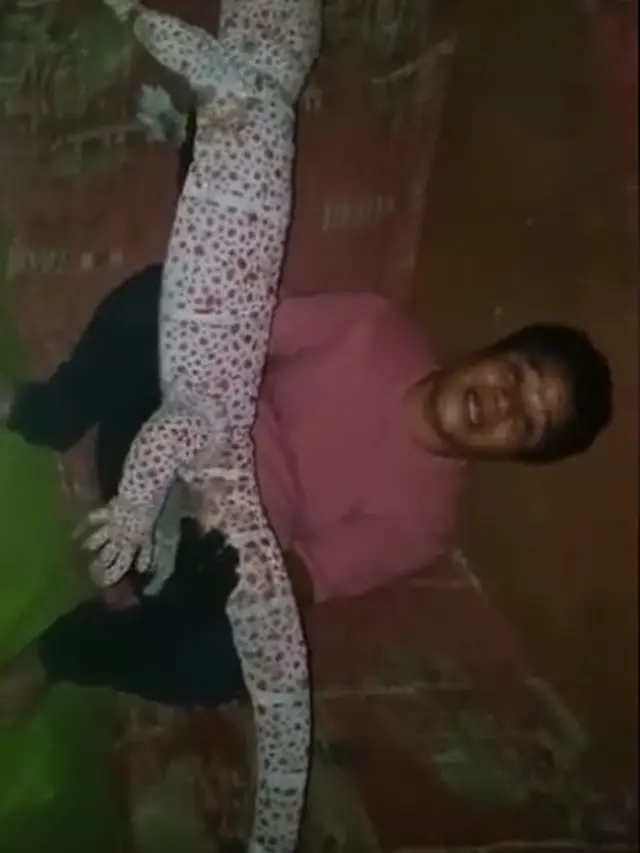 Viral, Pria Ini Temukan Tokek Berwarna Putih Miliki Ukuran yang Tak Biasa