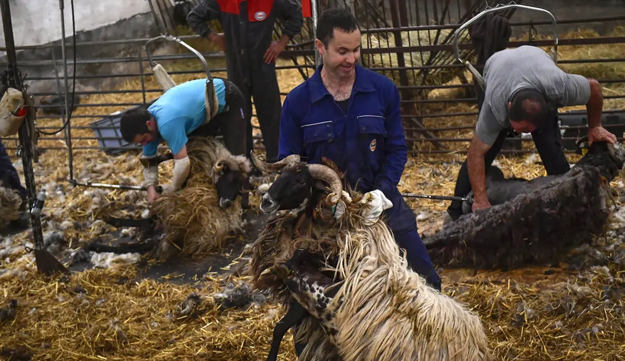 Pencukur bulu domba Xabi Zia memegang seekor domba saat rekan-rekannya bekerja di desa kecil Pyrenean, Bizkarreta, Spanyol, Sabtu (29/5/2021). Bulu domba dicukur sebelum musim panas agar tidak merasakan terlalu panas untuk hewan dengan bulu seperti mereka. (AP Photo/Alvaro Barrientos)