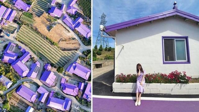 Purple Island Pulau Di Korea Selatan Yang Dipenuhi Dengan Warna