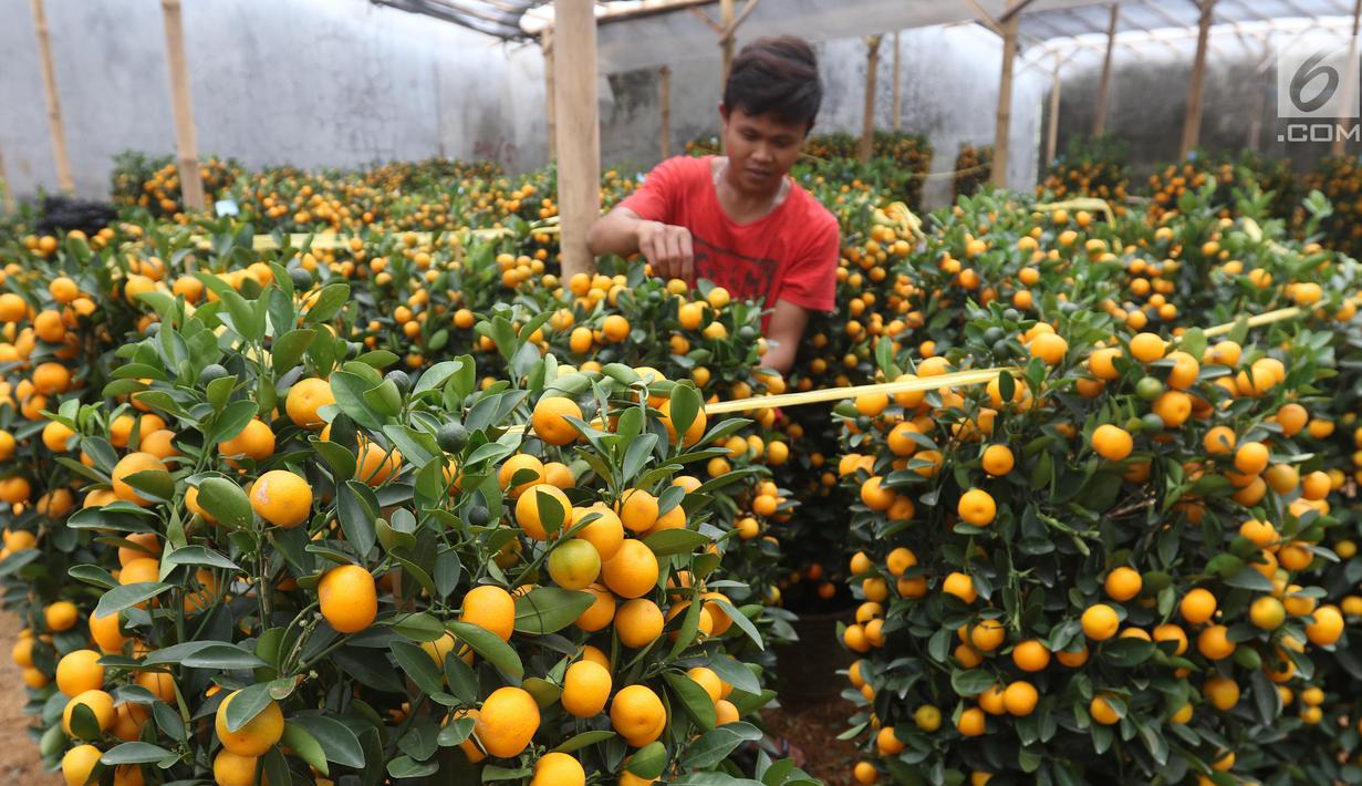 Pekerja menata jeruk kim kit atau jeruk Imlek di Meruya, Jakarta Barat, Sabtu (26/1). Jeruk tersebut didatangkan langsung dari China. (Liputan6.com/Angga Yuniar)