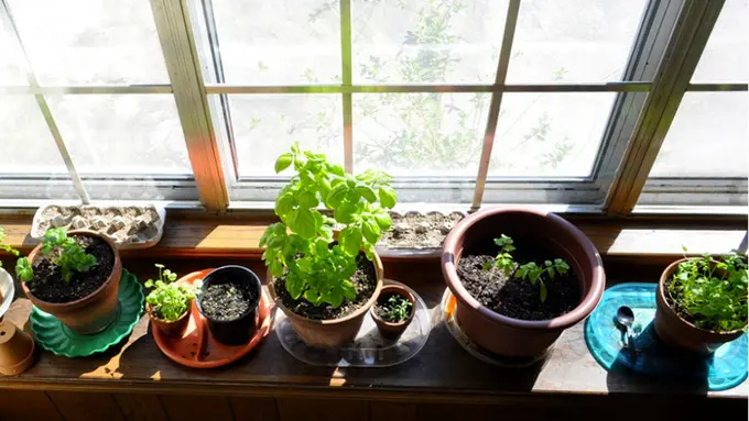 7 Ide Sederhana untuk Berkebun di Dalam Rumah