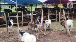 Pedagang mengikat hewan kurban yang akan di jual di Tangerang, Selasa (21/7/2020). Jelang Idul Adha 1441 H penjualan hewan kurban mulai bermunculan dan mulai banyak pesanan. (Liputan6.com/Angga Yuniar)