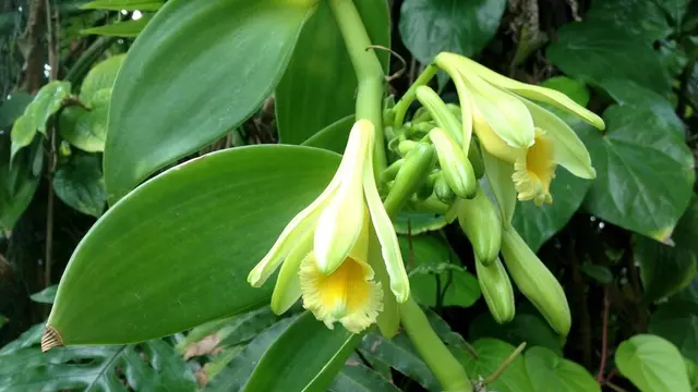 Vanilla planifolia