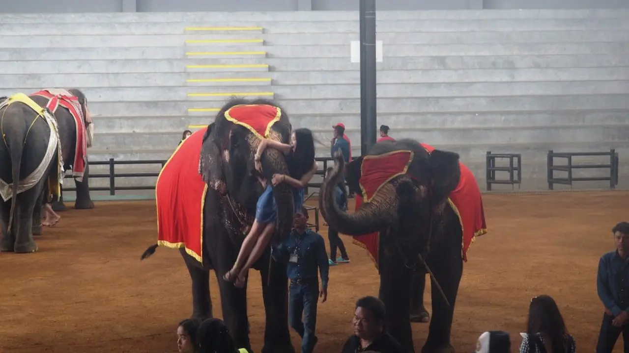 Atraksi gajah